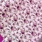 Purple Roses Cotton Fabric | Width - 240cm