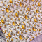 Yellow Roses Cotton Fabric | Width - 240cm